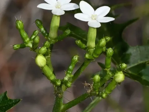 Cnidoscolus
