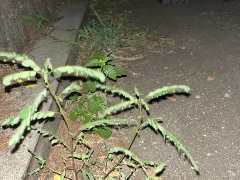 Phyllanthus urinaria