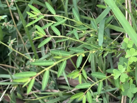 Phyllanthus ussuriensis
