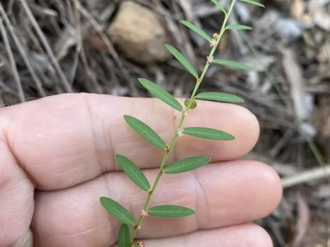 Phyllanthus virgatus