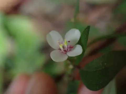 Centradenia