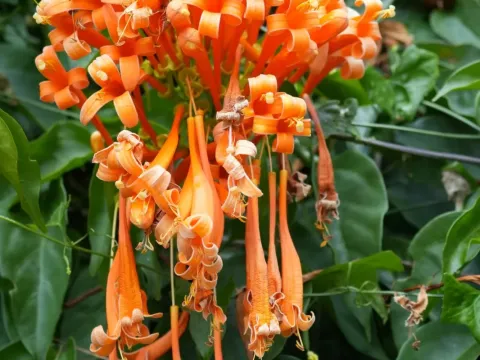 Pyrostegia