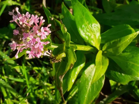 Centranthus