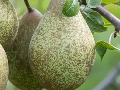 Pyrus canescens