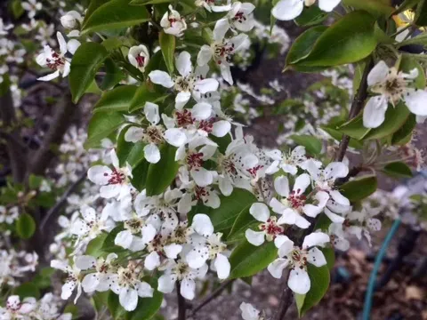 Faurie pear