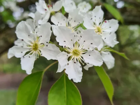 Korshinsky Pear