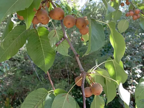 Lindley pear