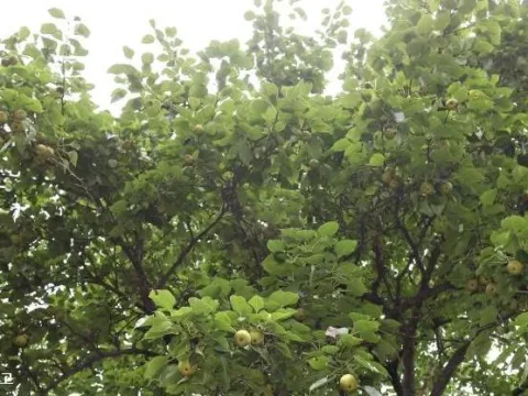 Ovoidea pear
