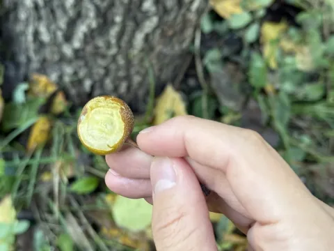 Pyrus phaeocarpa