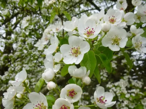 Wild pear