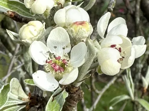Willow-leaved pear