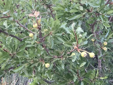 Syrian pear