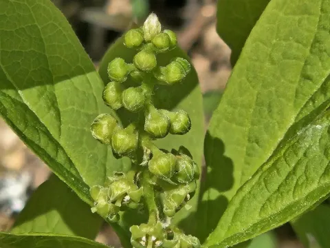 Pyrularia