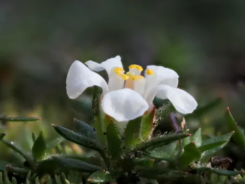 Pyxidanthera