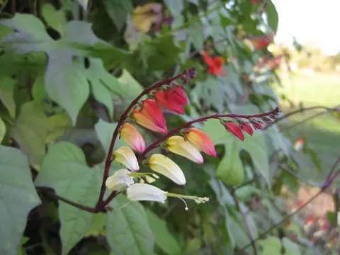 Ipomoea lobata