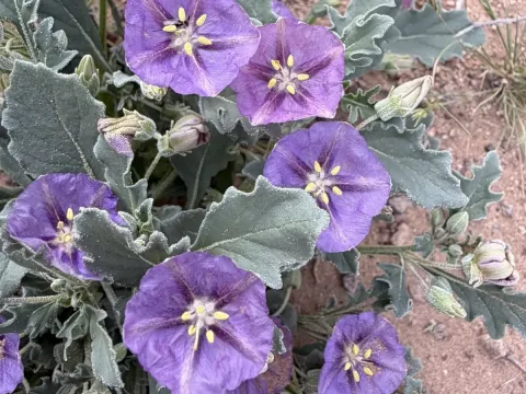 Квинкула