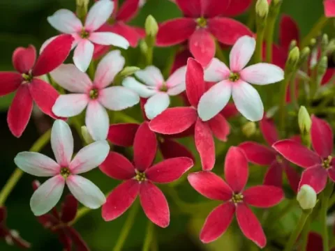Rangoon Creeper
