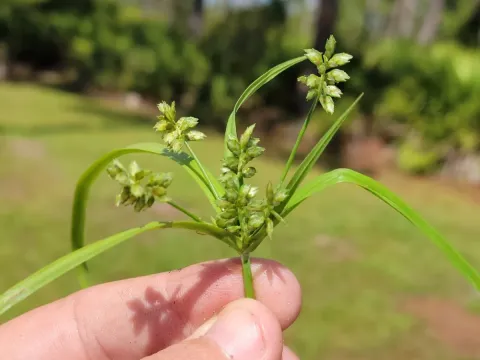 Hyaline flatsedge