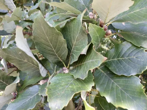 Alien oak
