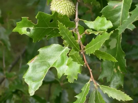 Lebanon oak