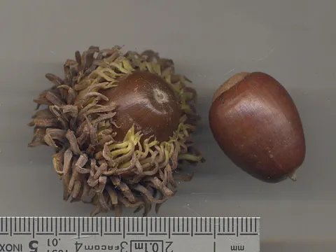 Lebanon oak