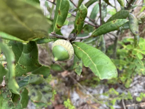 Dwarf oak