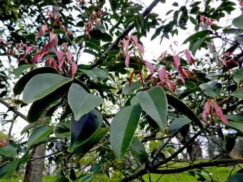 Quercus oxyodon