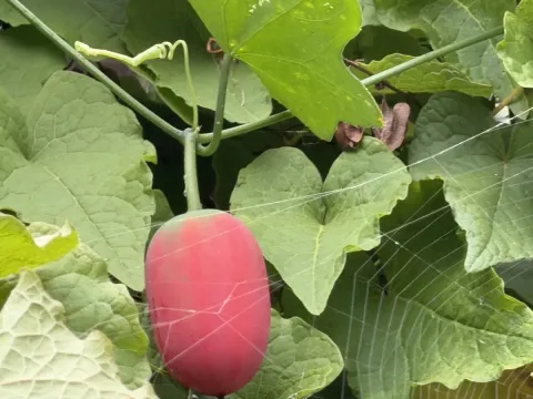 Coccinia