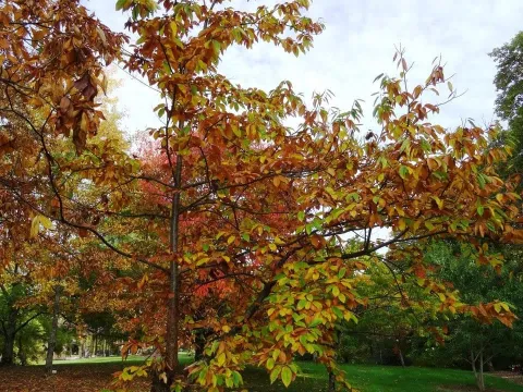 Runcinata oak