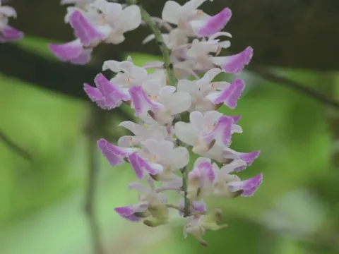 Aerides