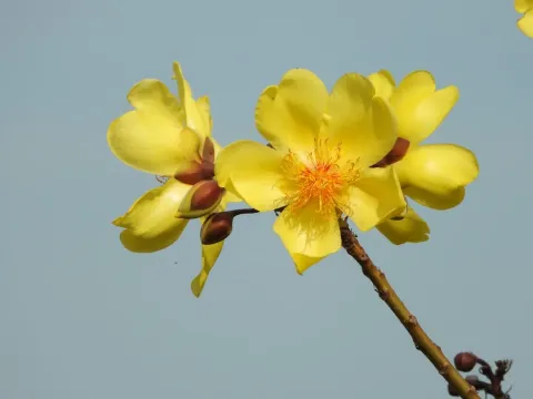 Cochlospermum vitifolium