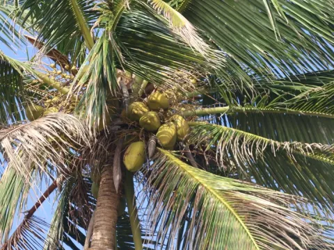 Coconut palm