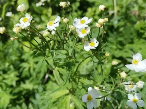 Aconite-leaved buttercup