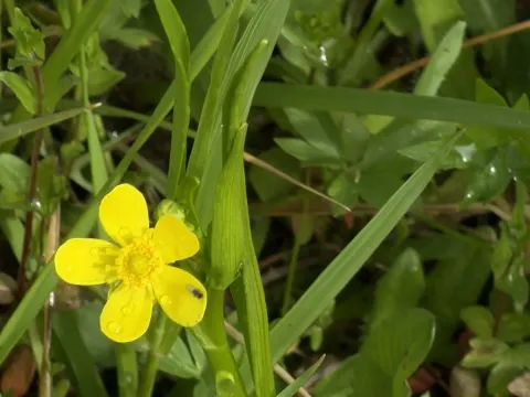 Alismaleaf buttercup