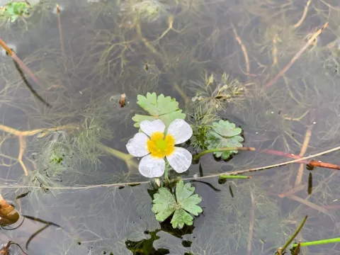 Жовтюх водний