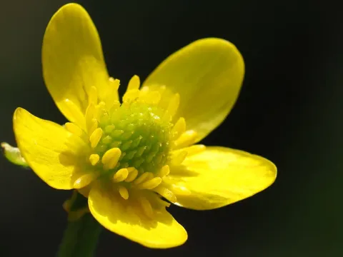 Canton buttercup