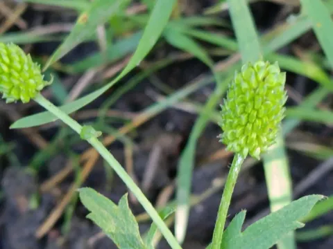 Chinese buttercup