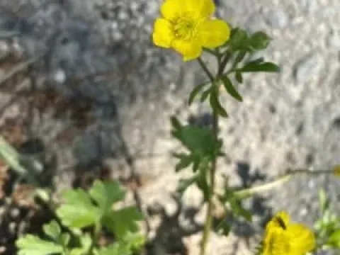 Жовтєць рогатий