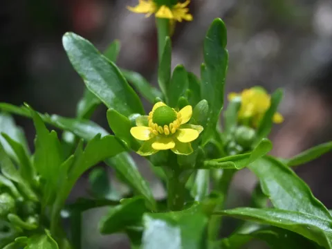 Desert buttercup