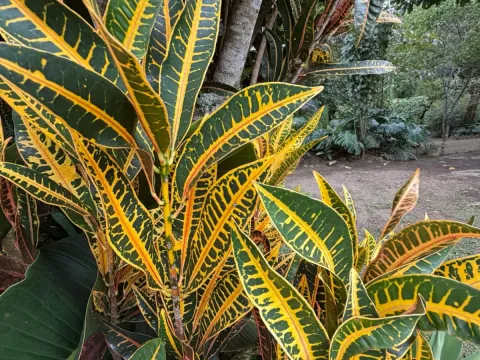 Codiaeum