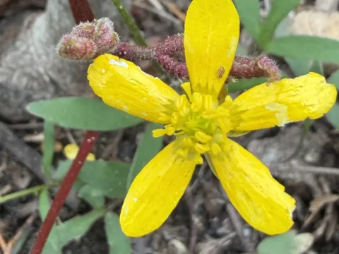 Early buttercup