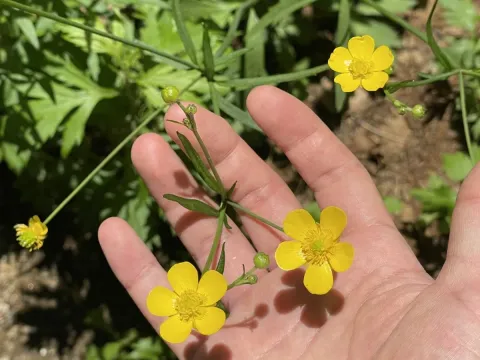 Japanese buttercup