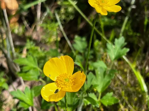 Australian buttercup