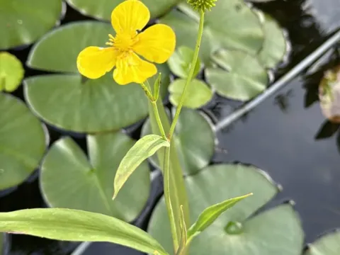 Greater spearwort
