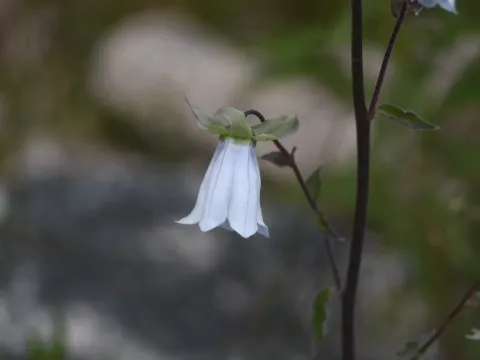 Кодонопсис