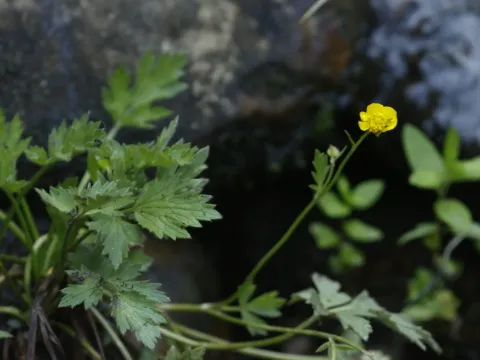 Ranunculus multifidus