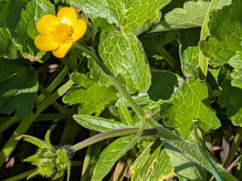 Large-leaved buttercup