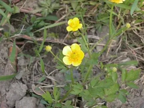 Creeping buttercup