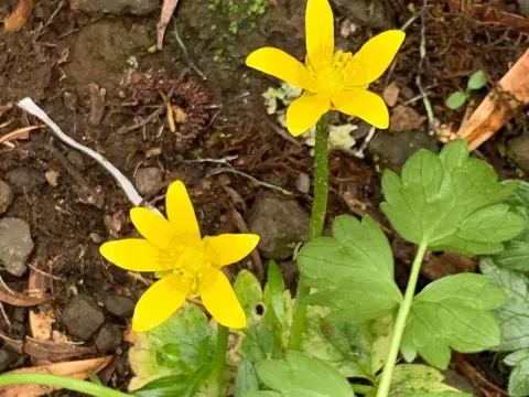 Mountain buttercup