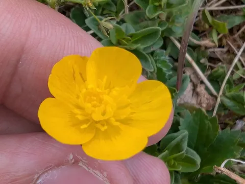 Breyn's Buttercup